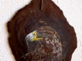 THE EAGLE EYE