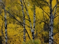 Birch Near Wasa BC 2013 10 02 IMG_5846