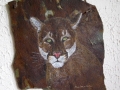 EYE CONTACT - Mountain Lion