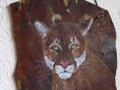 EYE CONTACT - Mountain Lion 12