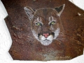 PURCELL MOUNTAIN MONARCH - Mountain Lion 13 - Close Up