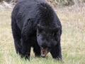 Black Bear in Kootenay National Park, 201305614, IMG 2421