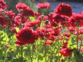 Glorious Red Poppies - In My Yard   2013 07 02  Trimmed  IMG 3349