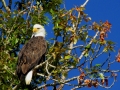 Bald Eagle in Columbia Lake Eagle Tree 2014 09 16 IMG_2342