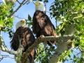 Bald Eagle Pair, 2014 06 22, IMG_1029