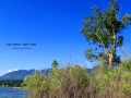 Bald Eagle Tree View, Columbia Lake BC, 2014 06 07, IMG_0729