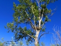 Bald Eagle Tree by Columbia Lake BC, 2014 06 06, IMG_0718