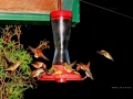 Hummers  - Double Dipping on The Left at Elaine's Feeder  2010 05 23, IMG 3021