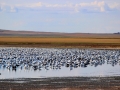 Standing Room Only - Reed Lake Sask Waterfowl Migration - 2013 10 14 - IMG_6601