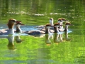 Merganser Family on Columbia Lake BC - IMG_6039