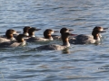 Ten Mergansers Swimming Closely - IMG_5795