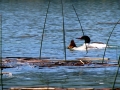 Common Merganser Pair Feeding - IMG_4247