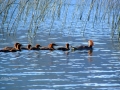 Merganser Family Swim By Columbia Lake Reeds 2017 07 02 IMG_0297