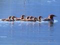 Merganser Family on Columbia Lake 2017 07 02 IMG_0295