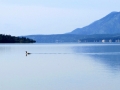 Merganser Morning - Columbia Lake BC - IMG_0697